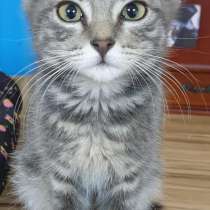 Нужен ли вам самый лучший в мире друг?, в Севастополе