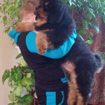 Щенки Тибетского мастифа, в Белгороде