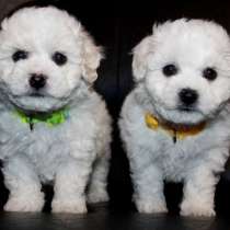 Бишон Фризе Щеночки, в Владимире