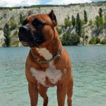 Щенки Стаффордширского терьера, в Симферополе