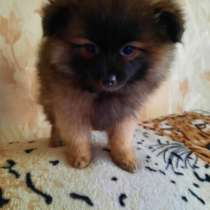 Щенки шпица, в г.Брест