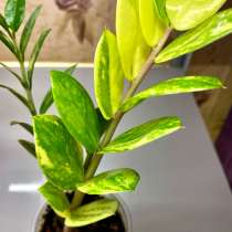 Продам замиокулькасы, в Новокузнецке