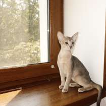 Абиссинские котята с документами. Abyssinian kittens, в г.Манассас
