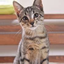 Полосатый игрун и ласкуша Гамлет в добрые руки, в Санкт-Петербурге