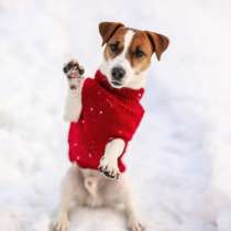 Ремонт, настройка швейных машин и оверлоков, в Егорьевске