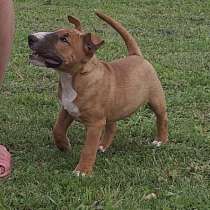 Щенки миниатюрного бультерьера, в Москве