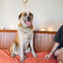 Солнечный красавец Рыжий, ласковый, воспитанный пес в дар, в Москве