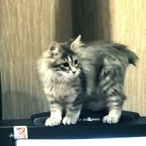 Котята Курильский бобтейл, в г.Париж