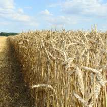 Семена пшеницы Алексеич, Безостая100,Таня, Гром, Гурт, Юка, в Гулькевичах
