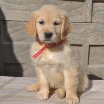 Золотистый ретривер щенки, в г.Витебск