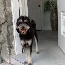 Продаётся собака. Hallandale, Miami, в г.Hallandale Beach