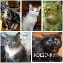 Котики и кошечки в дар. Мышиные терминаторы и домашние ласки, в Кирове