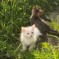 котята, в Нижневартовске