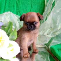 Яркая девочка пти-брабансон, возможна доставка по Москве, в Москве