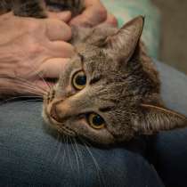 Подарю кошечку с приданым, в Самаре