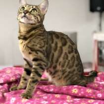 Кошечка Бенгальская в разведение, в г.Рига