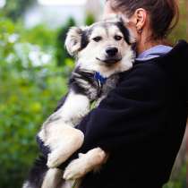 Красивый щенок с пушистыми ушками, в Санкт-Петербурге