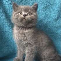 Британские котята!, в г.Seacroft