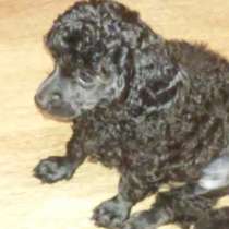 Предлагаю карликовых детишек, в Симферополе