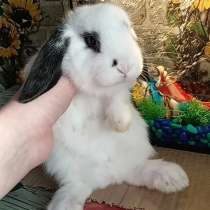 Карликовые вислоухие баран, в Барнауле