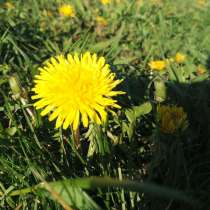 Одуванчики, в Москве