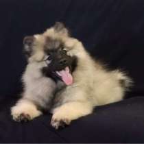 Щенки Вольфшпиц(Кеесхонд), в г.Брест