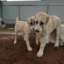 Красивые суки САО ркф, в Москве
