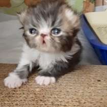 Персидский ребенок в заботливую семью, в Вологде