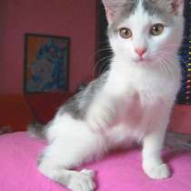 !!!Где! Ты! Моё самое близкое на свете существо!!!, в г.Усть-Каменогорск