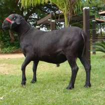 Племенные овцы Санта-Инес (Скот из Европы), в Красноярске