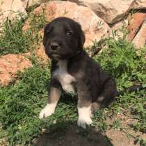 Продам щенков Тобет, в г.Актобе