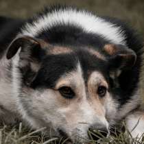 Дарвин выжил, что бы жить, в Твери