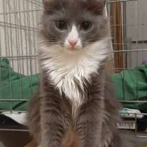 Котята ищут дом, в Томске