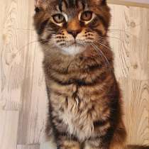 Akela Maine Coon Male, в г.Таллин