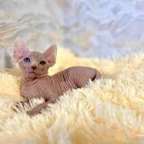 Boy Sphinx, в г.Mexico