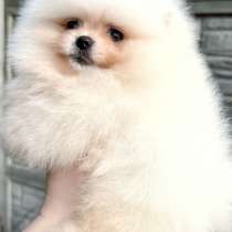 Померанский шпиц. Мини мишка, в г.Berge