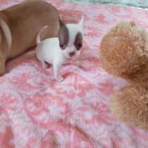 Девочка Чихуа Хуа FCI, в г.Берлин