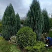 Стрижка туи и кустарника, в Белгороде