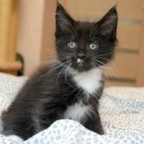 Мейн Кун Мальчик Markus Готов к переезду, в Москве