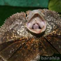 Рептилии и экзоты. Краснодар, в Краснодаре