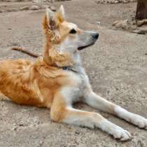 Нереальный красавчик, смелый щенок-подросток, в Санкт-Петербурге