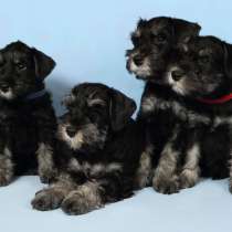 ЩЕНКИ ЦВЕРГШНАУЦЕРА Ч/С окраса, в Дзержинске