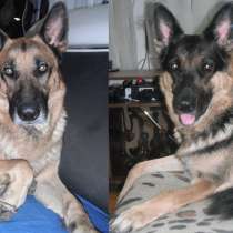 Щенки немецкой овчарки от сказочных Кая с Гердой, в Улан-Удэ