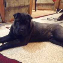 Продаются Шарпеи, в г.Тирасполь