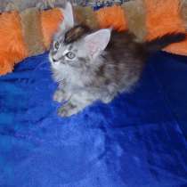 Мейн куны, в Асбесте