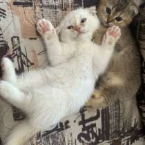 Британские шиншиллы, в Санкт-Петербурге