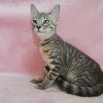 Саванна Ф6, в Москве