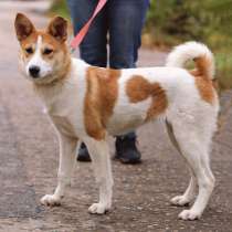 Лучший друг детей, красавица-щенулька Алиса в добрые руки, в Москве