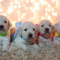 Golden Retriever Welpen, в г.Дюссельдорф