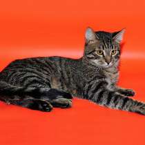 Господин Суперпозитив Кевин,молодой домашний полосатый котик, в Москве